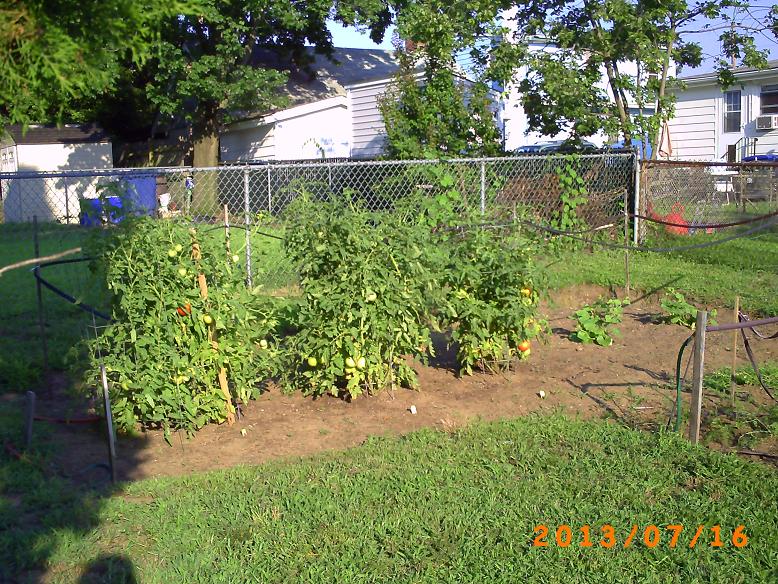 The garden today: Three tomato plants, 4 honeydews, carrots, and bell peppers