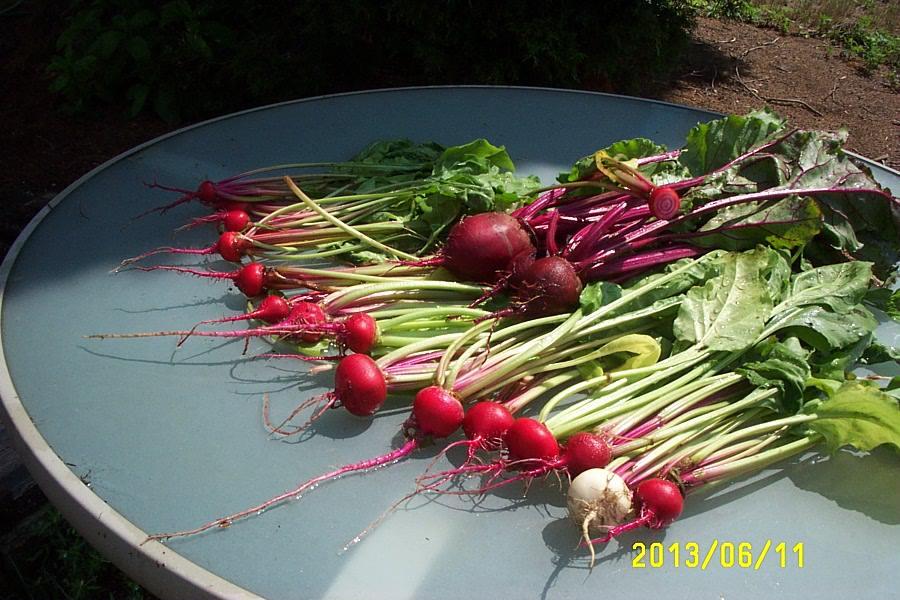 First beet harvest is really the first thinning.