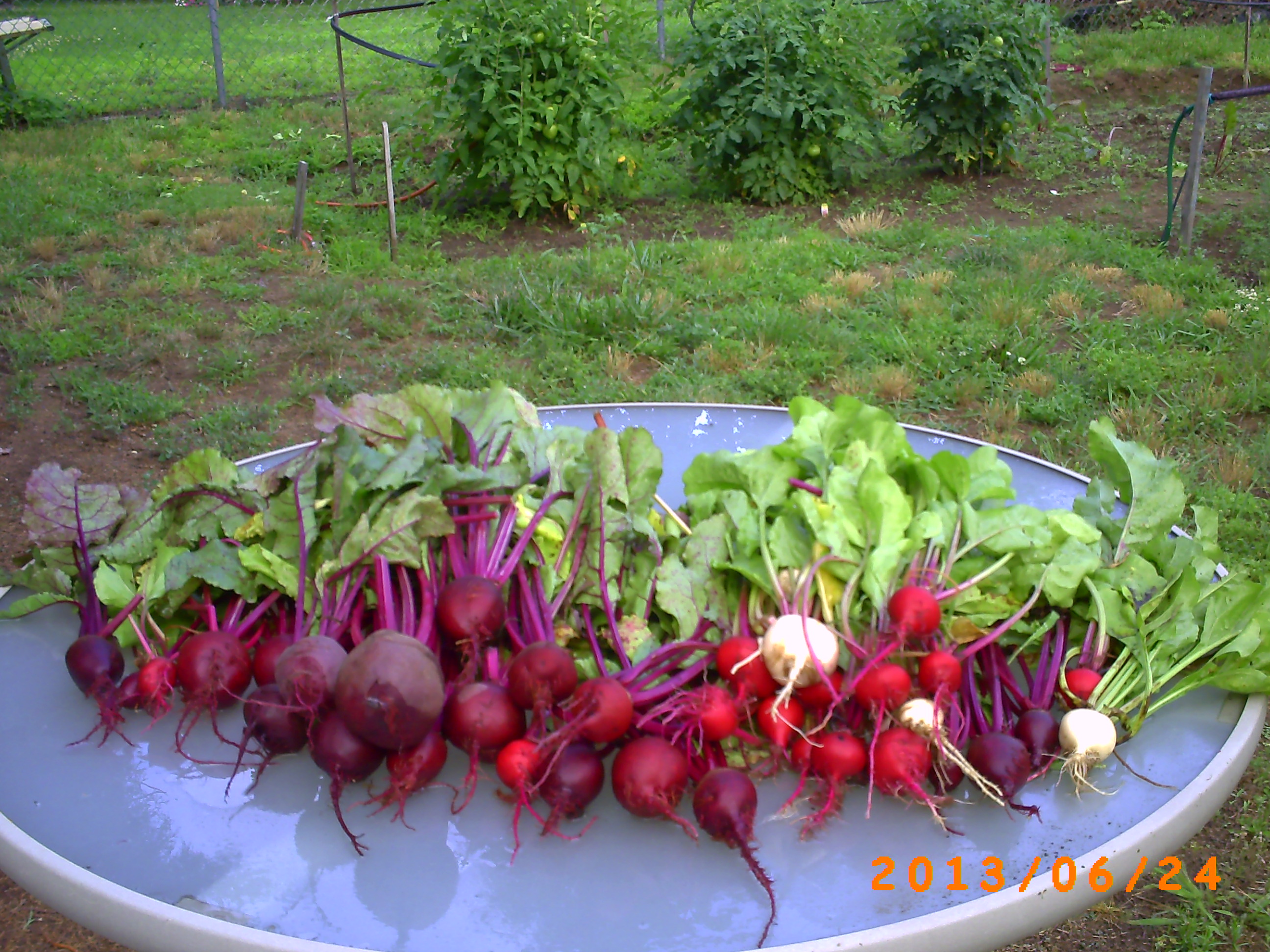 Beets. This is the second harvest from the first planting.