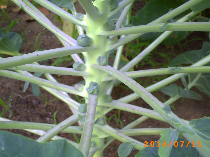 A close-up of Brussels Sprouts growing in the crux of each branch.
