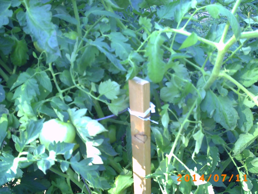 Heavy duty staking of tomatoes after wind-storm
