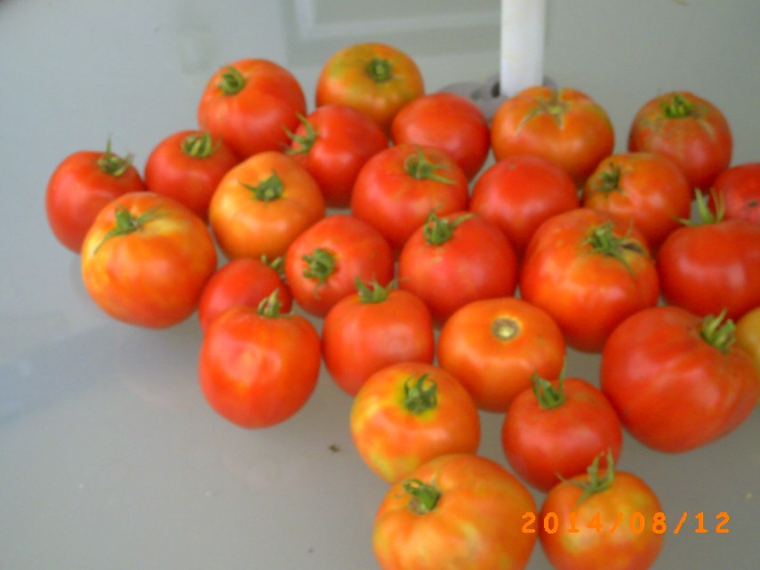 Big and pretty harvest of tomatoes