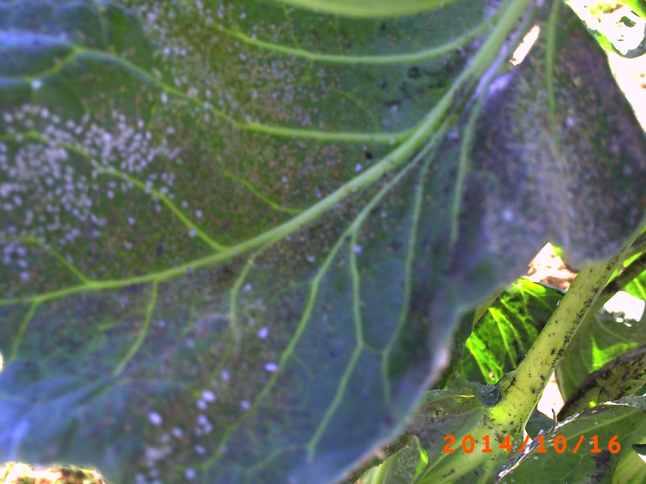 A Brussels Sprout leave with a heavy aphid infestation.