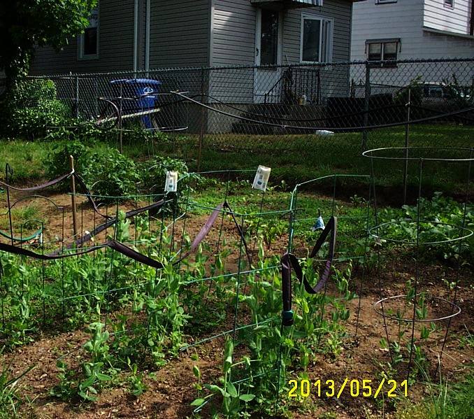 Garden Overview - Peas 21-May-2013.