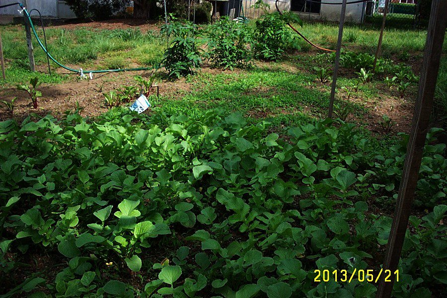 Radishes.