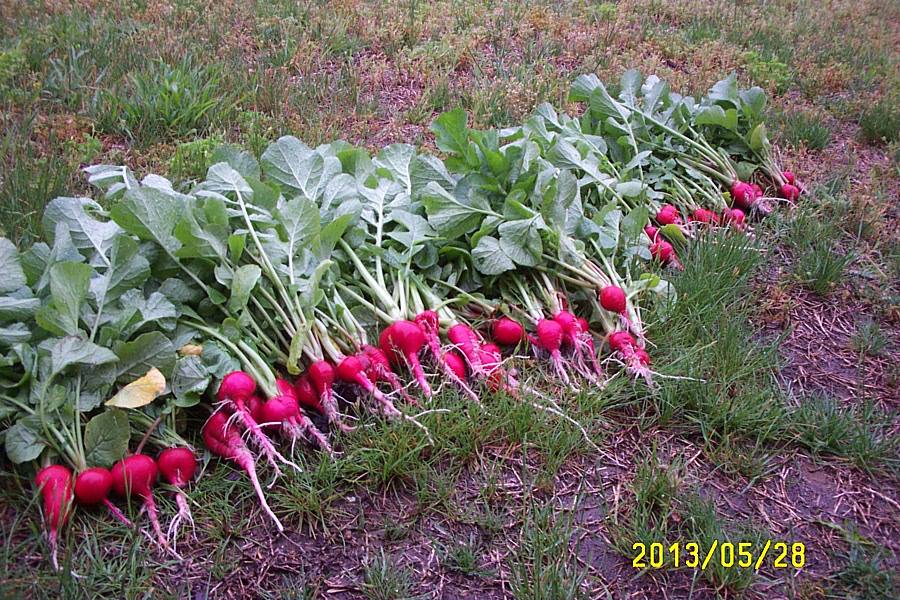 Final radish harvest.