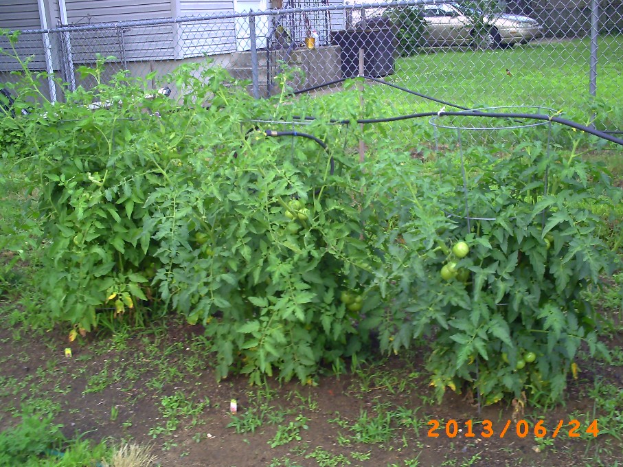 Lots of tomatoes and flowers on these three tomato plants, but they are still green.