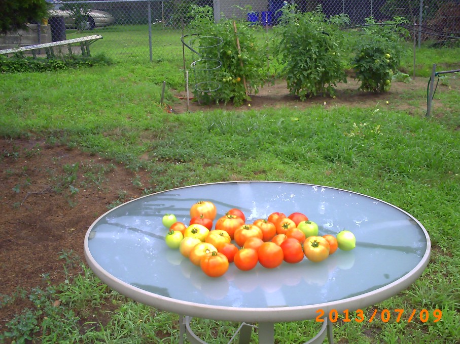 Lots of great tomatoes in spite of some vandalism.