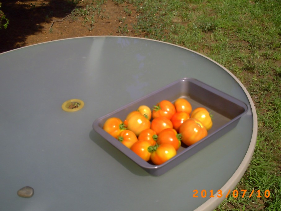 A dozen or so more tomatoes picked the next day.