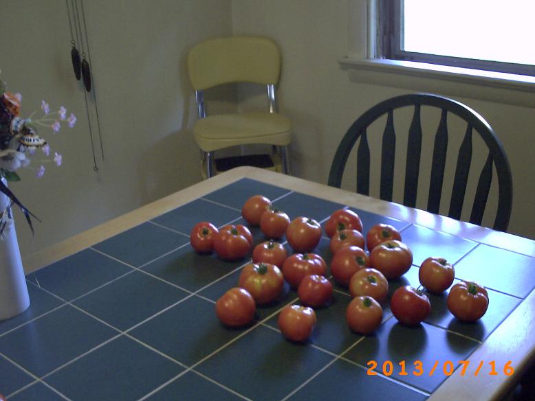 The tomato harvest for this week. Really going well right now.