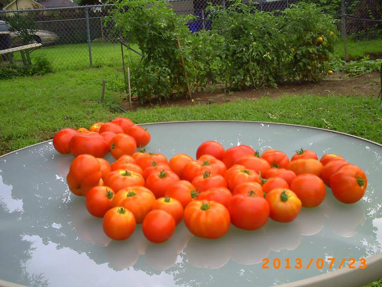 Tomatoes.