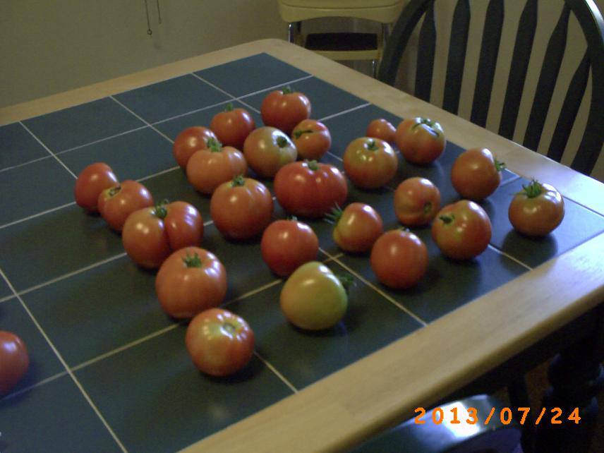 Tomatoes.