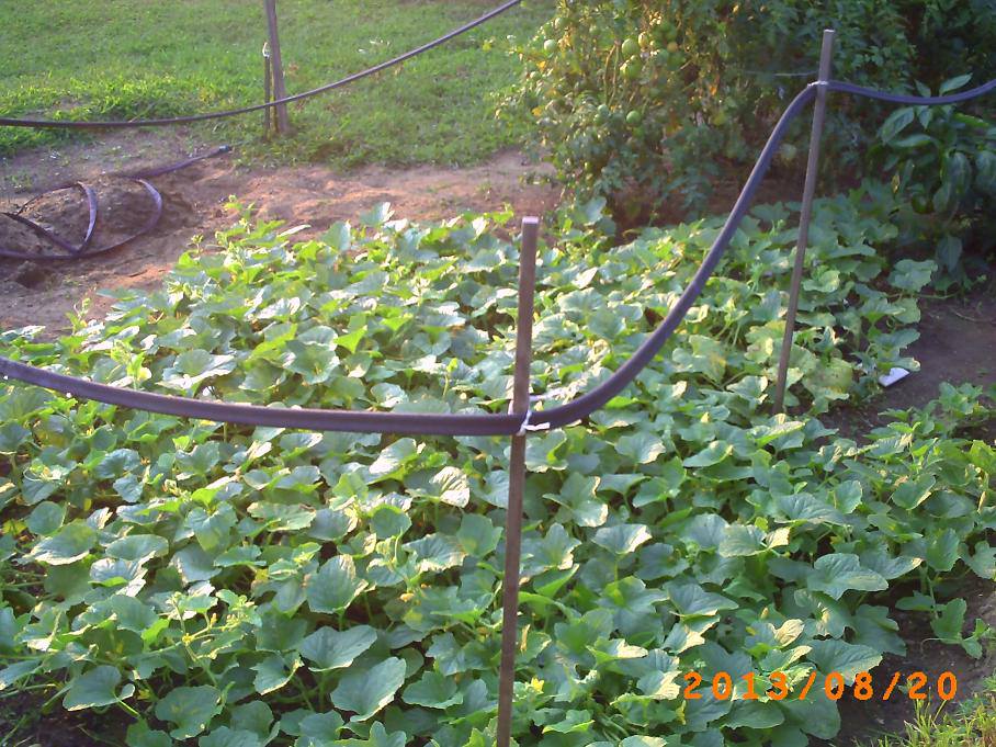 Mellon Patch.