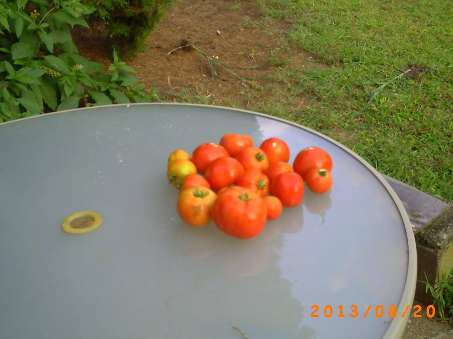 Tomato harvest uglies