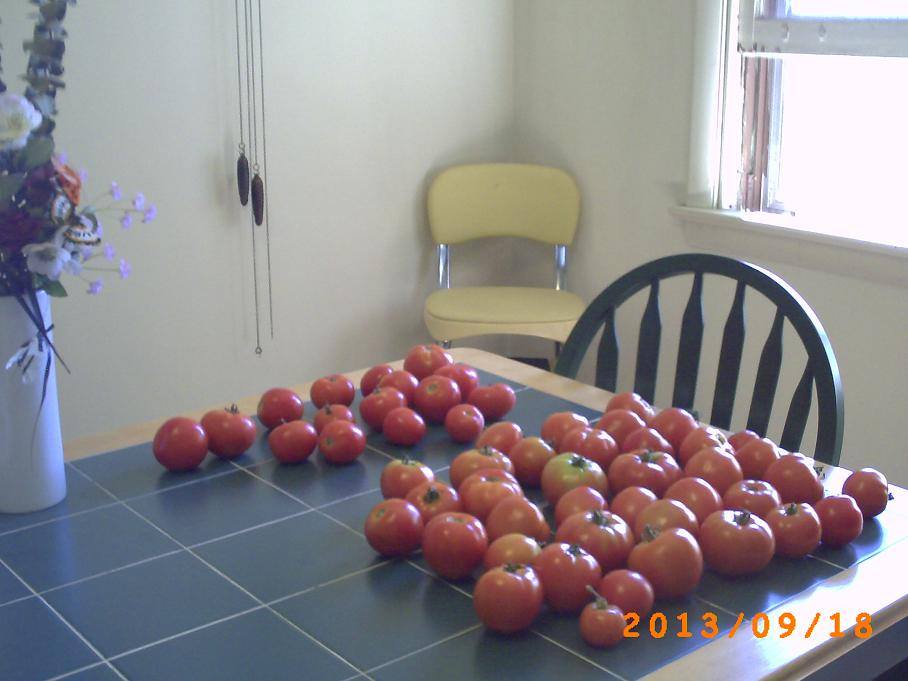 Tomato harvest fully recovered.