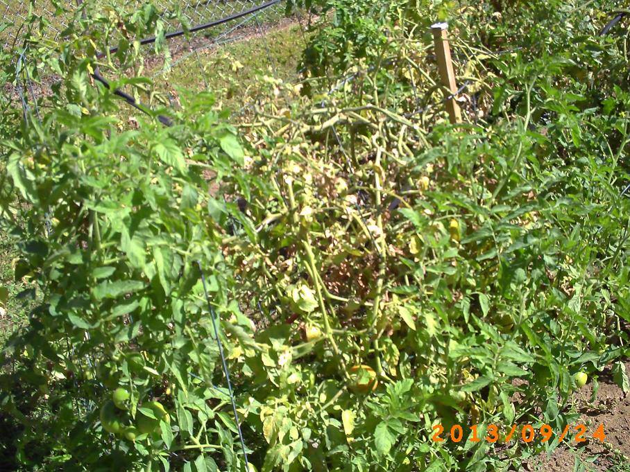 Tomato plants in late season. Don't be fooled by how ragged they look.