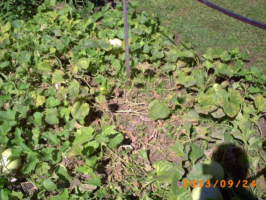 Ragged looking honeydew melon plants late in the season.