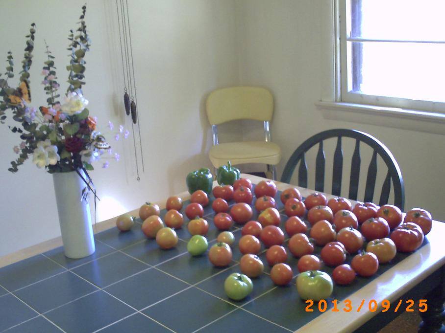 Ragged plants or not. The tomato harvest is fantastic.