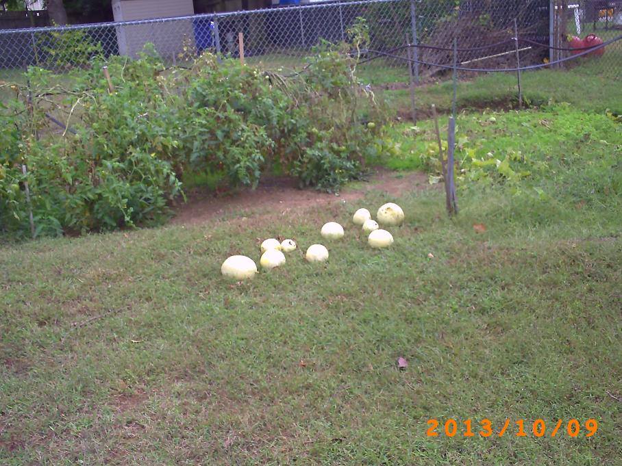 13 honeydews harvested  and laying on the grass.