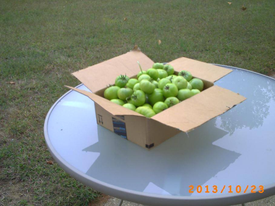 The green tomatoes that had to be picked before the freeze.