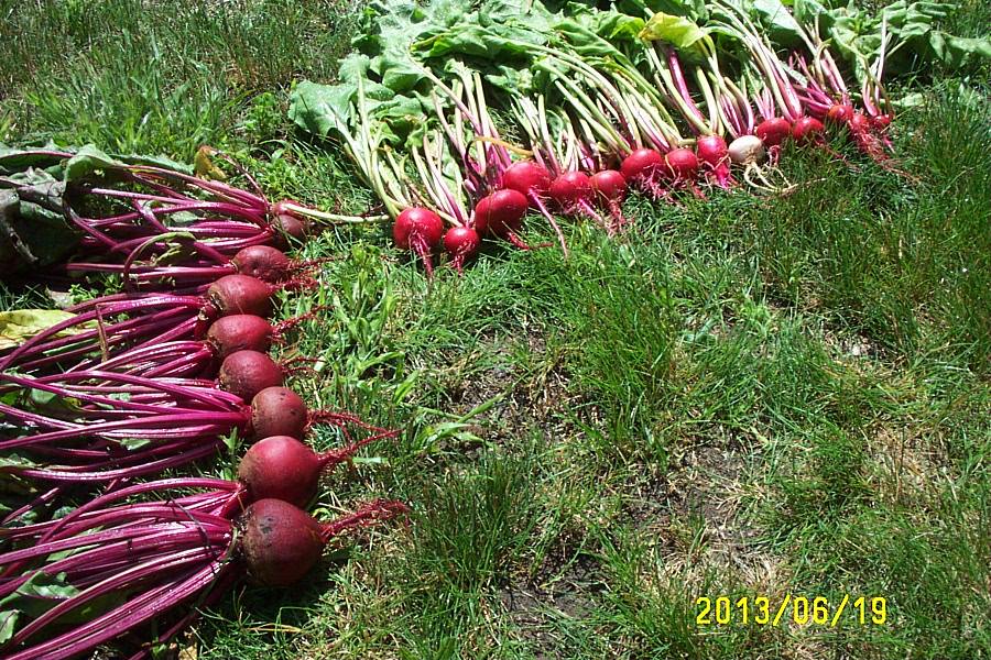 Regular beets across the left side, and a row of Italian beets across the top.