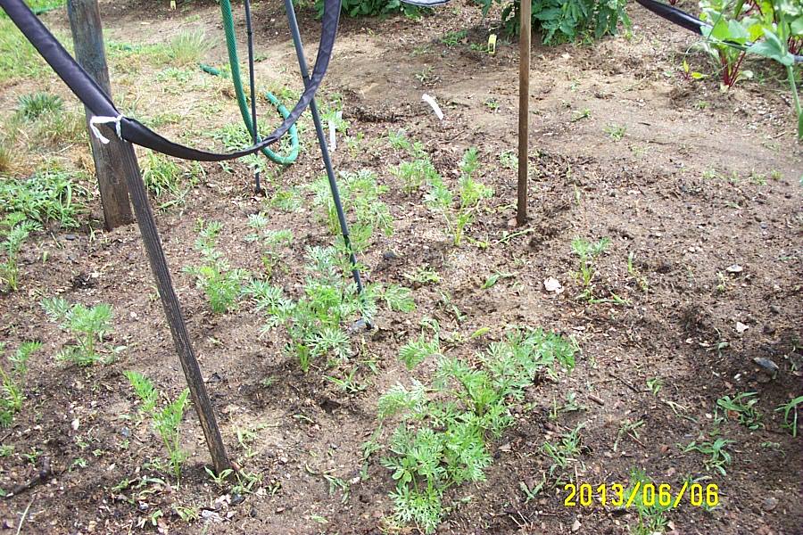 Carrots. . . Sort of.