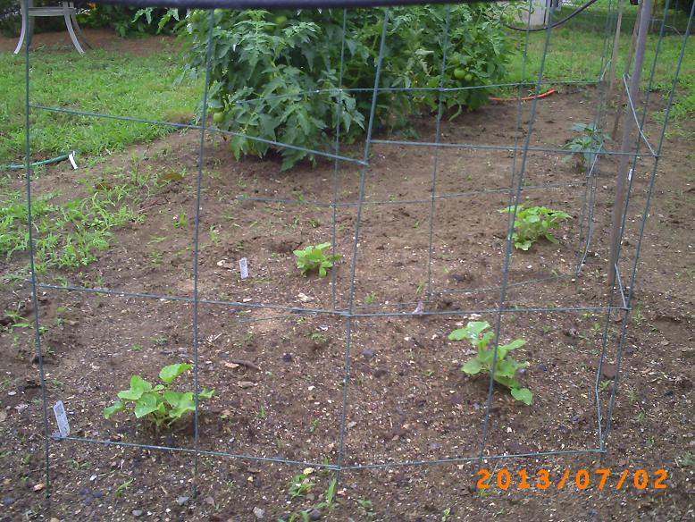 Lots of tomatoes and flowers on these three tomato plant, but they are still green.