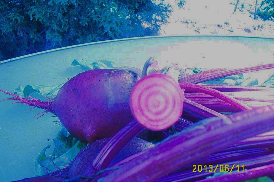 Italian beet cut in half to show its red-and-white ringed interior.
