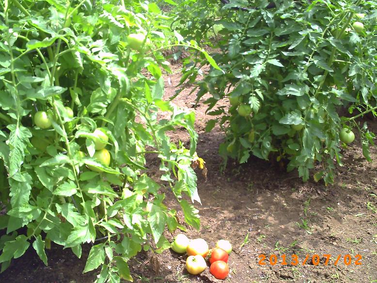 Lots of green tomatoes on the vine, starting to ripen